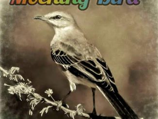 Luxury Sa – Mocking Bird